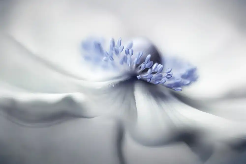 Disher, Mandy: Anemone spirit