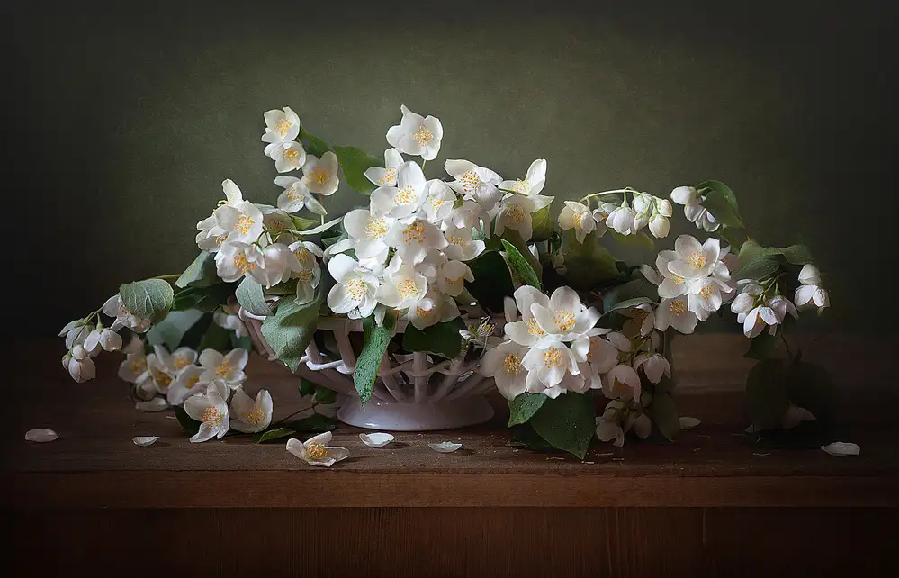 Lankina, Alina: Jasmine