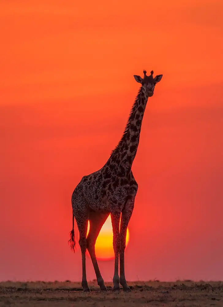 Zhao, Henry: Sunset Giraffe