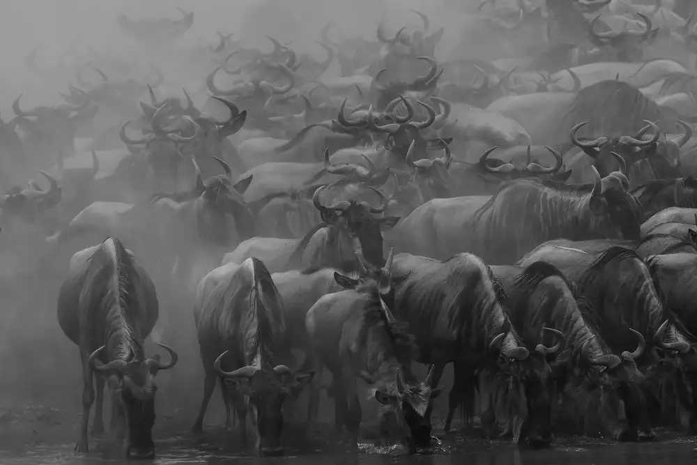Zhao, Henry: Velká migrace