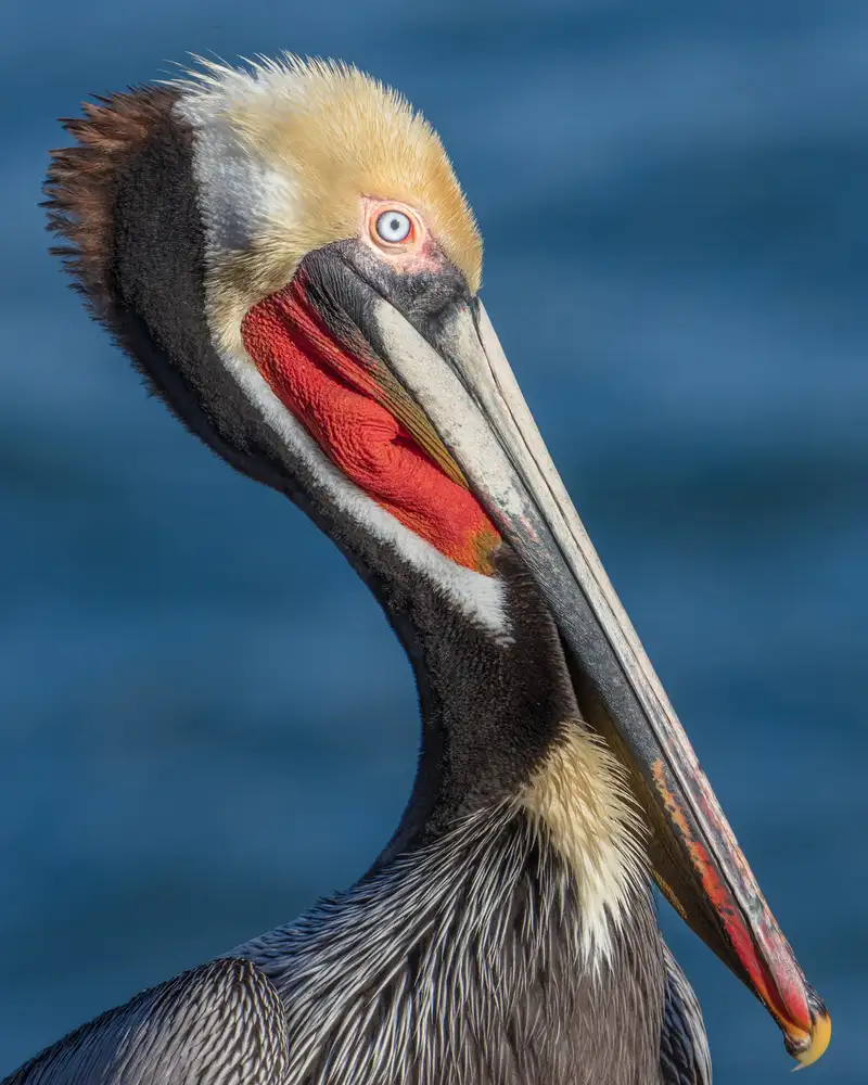 Barsh, Greg: Portrait de Peli