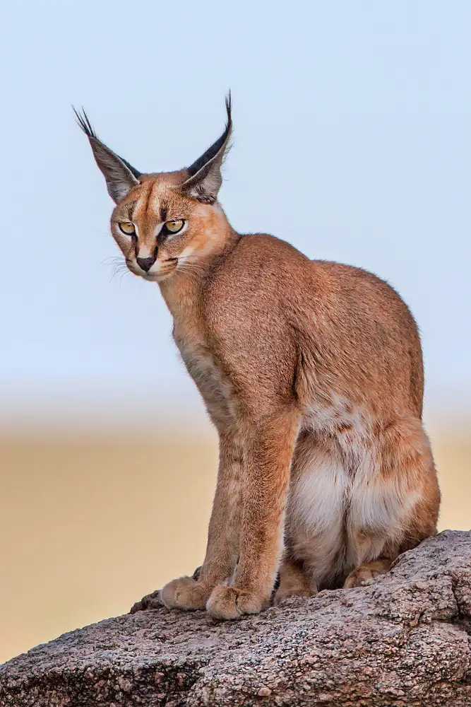 Catta, Alessandro: Caracal