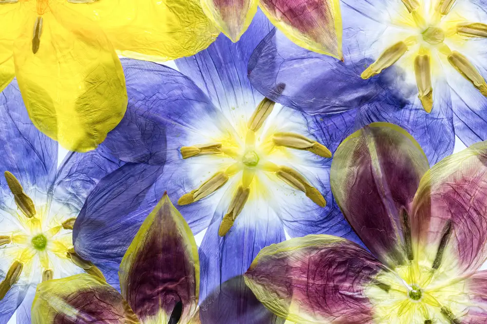 Disher, Mandy: Tulips