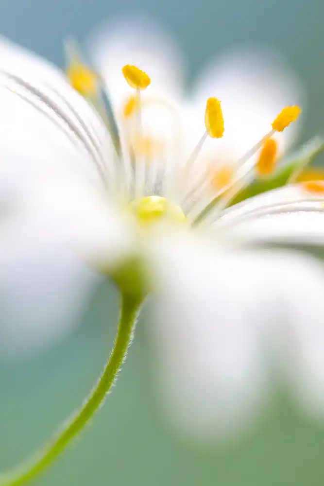 Disher, Mandy: Sorpresa di Stitchwort