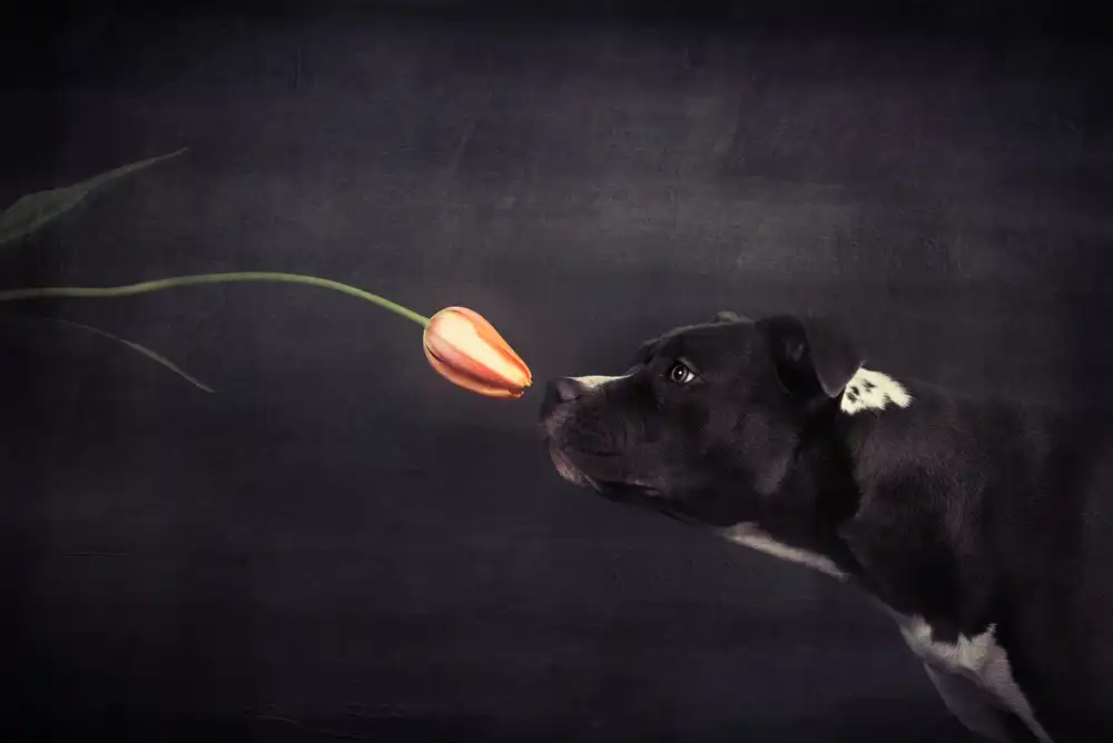 Willers, Heike: First approach - Hildegard and the tulip
