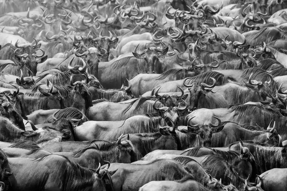 Zhao, Henry: Wildbeests