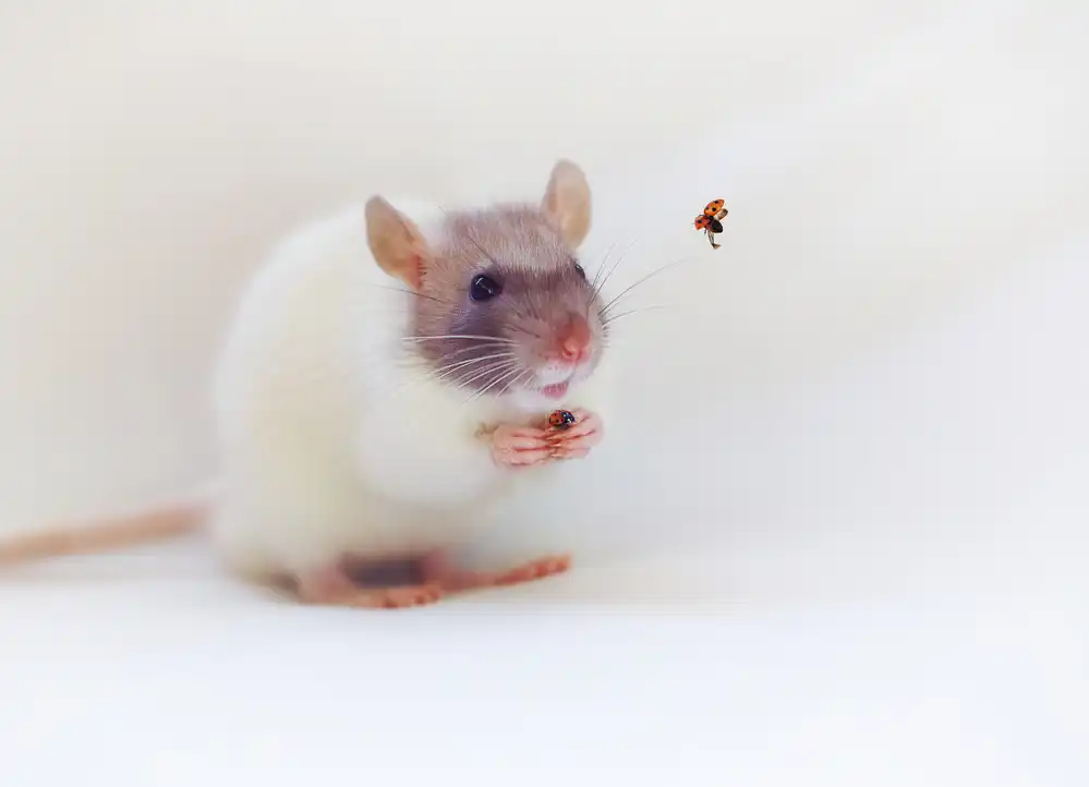 Deelen, van Ellen: Snoozy e coccinelle