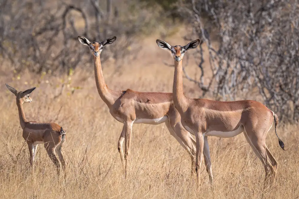 Sink, C. Jeffrey: Il grazioso gerenuk