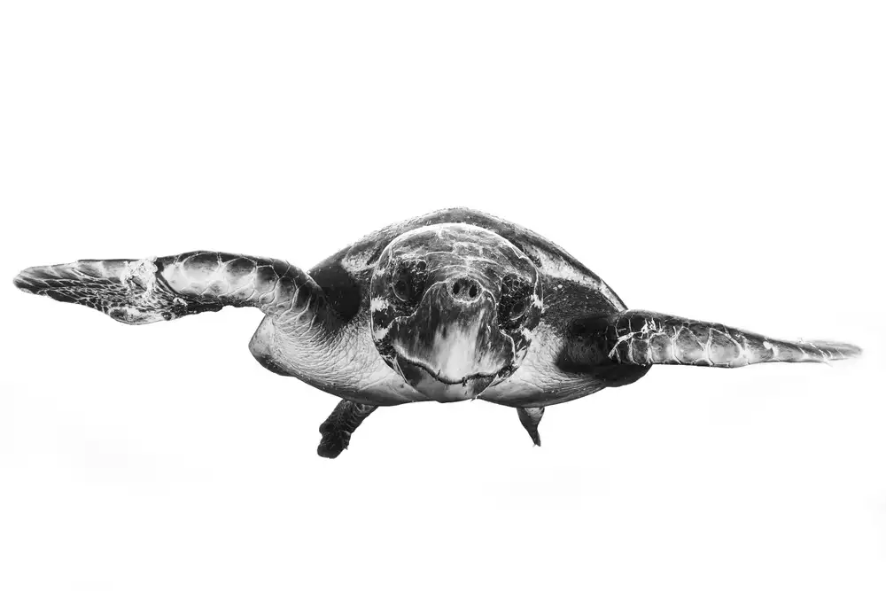 Gabriel, Barathieu: White and turtle