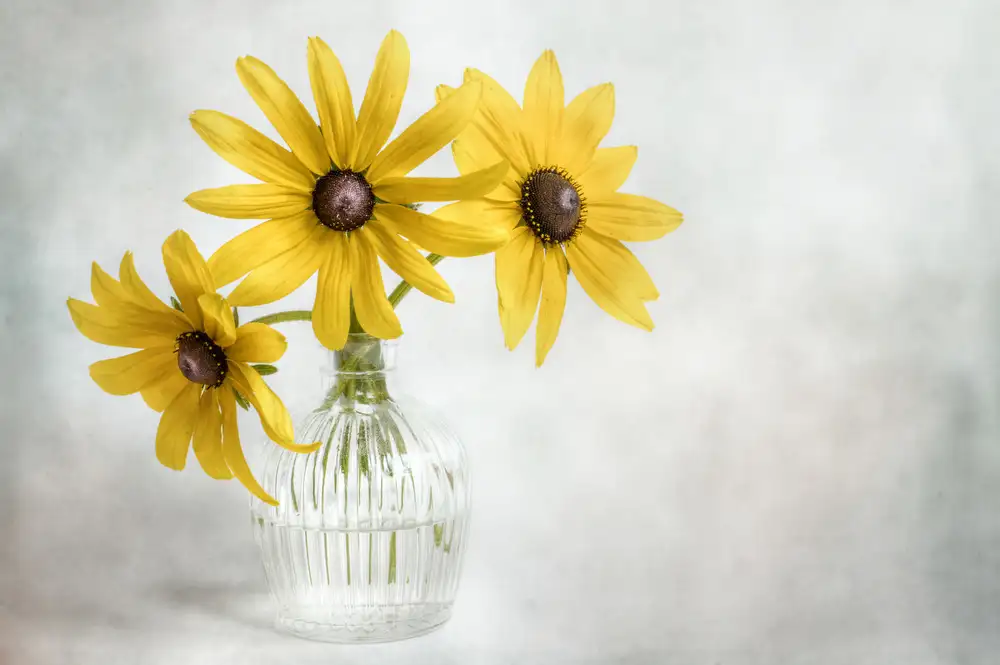 Disher, Mandy: Rudbeckia