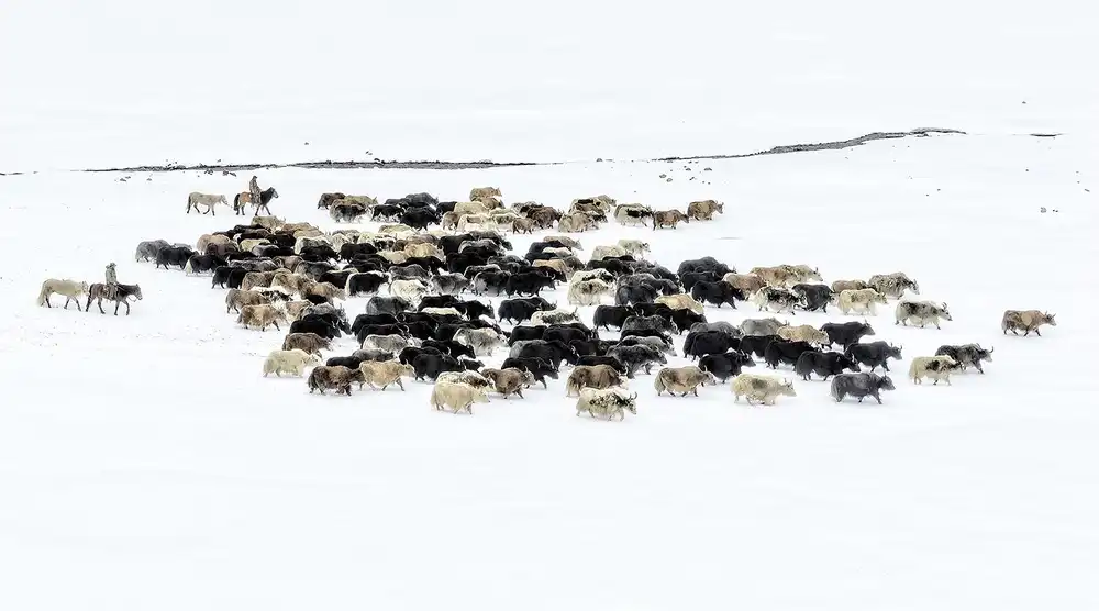 Zhu, Hua: Yaks in snow