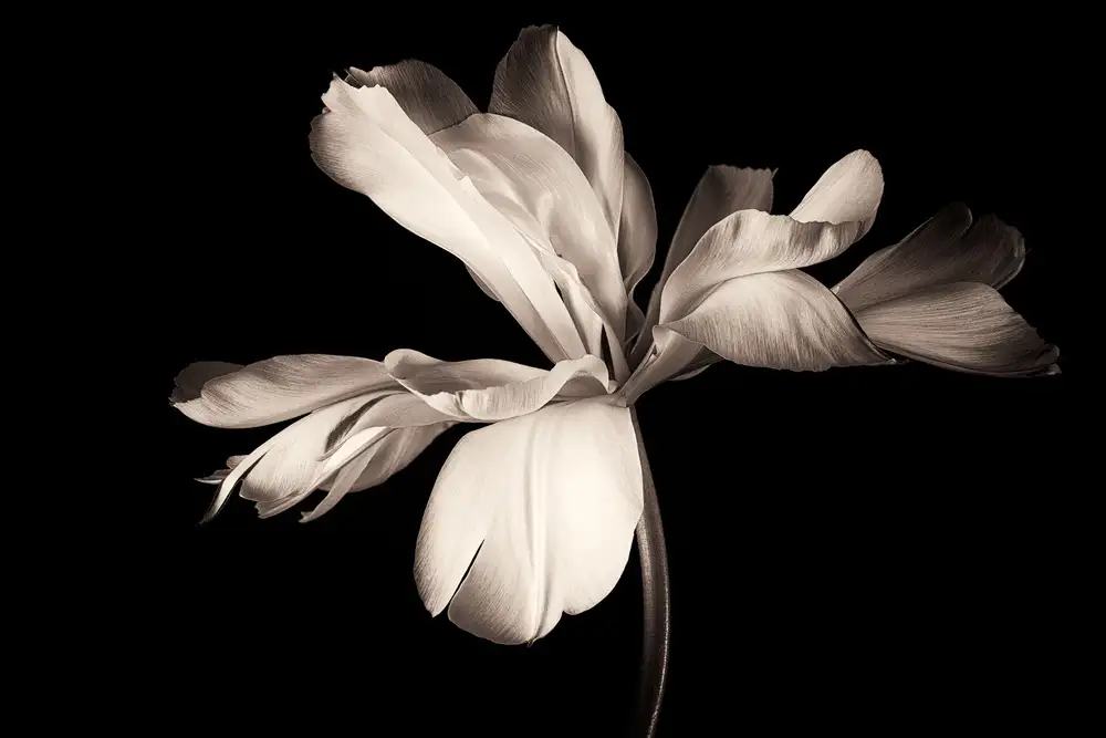 Myles, Penny: Tulip Exotic Emperor