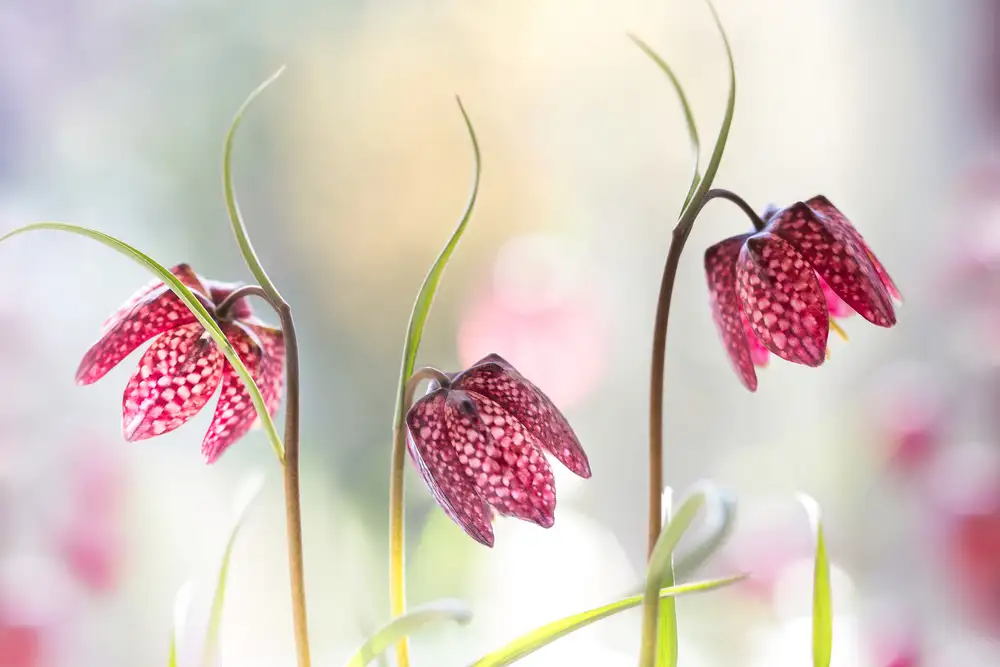 Disher, Mandy: Snakes head Fritillary
