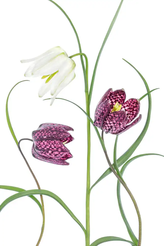 Disher, Mandy: Snakes head Fritillary