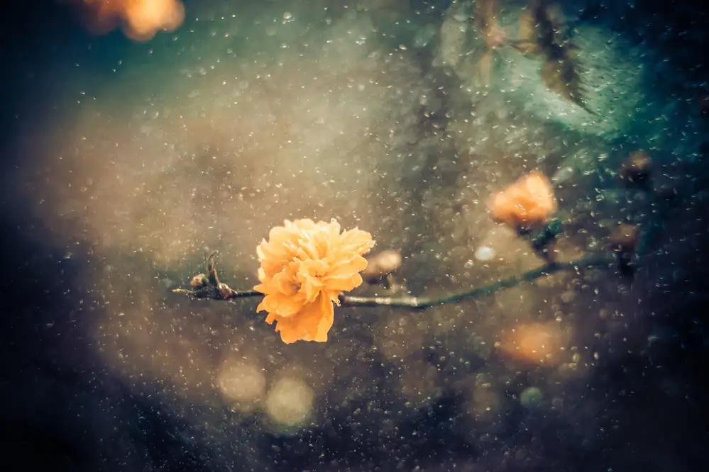 Coelho, Bernardino António: Printemps