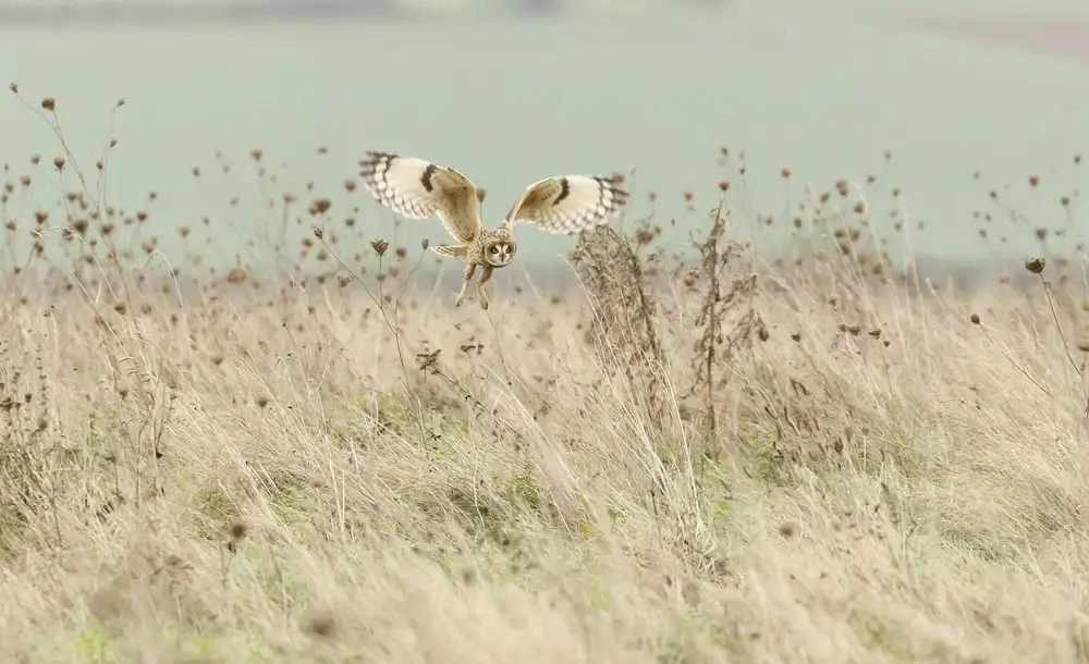 Meswani, Prashant: Hunting Short Eared Owl