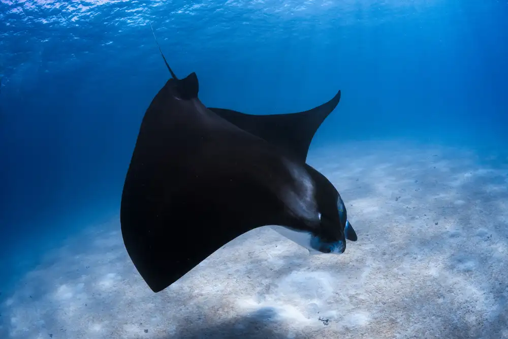 Gabriel, Barathieu: Manta dansante