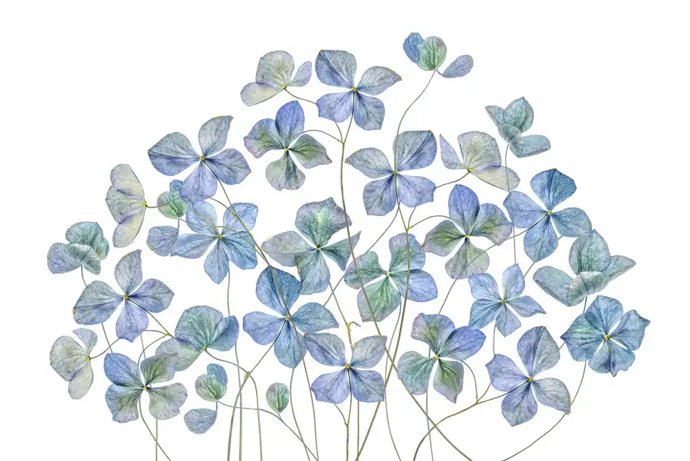 Disher, Mandy: Hydrangea