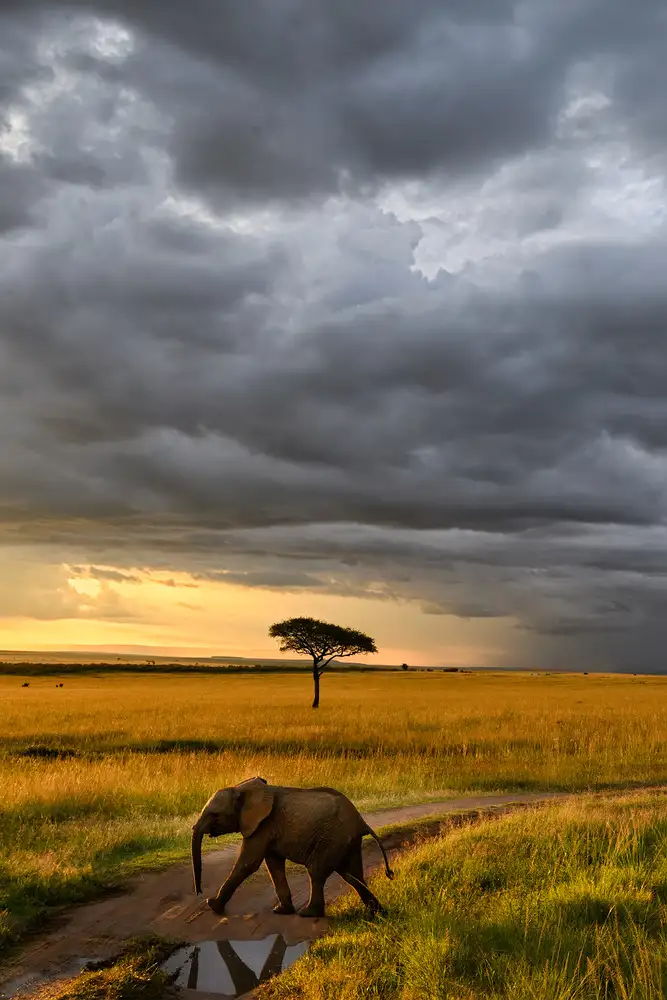 Marchegiani, Roberto: Coucher de soleil dans le Masai Mara