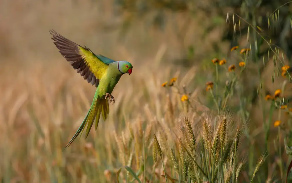 Gavra, Assaf: Rose ring Parakeet