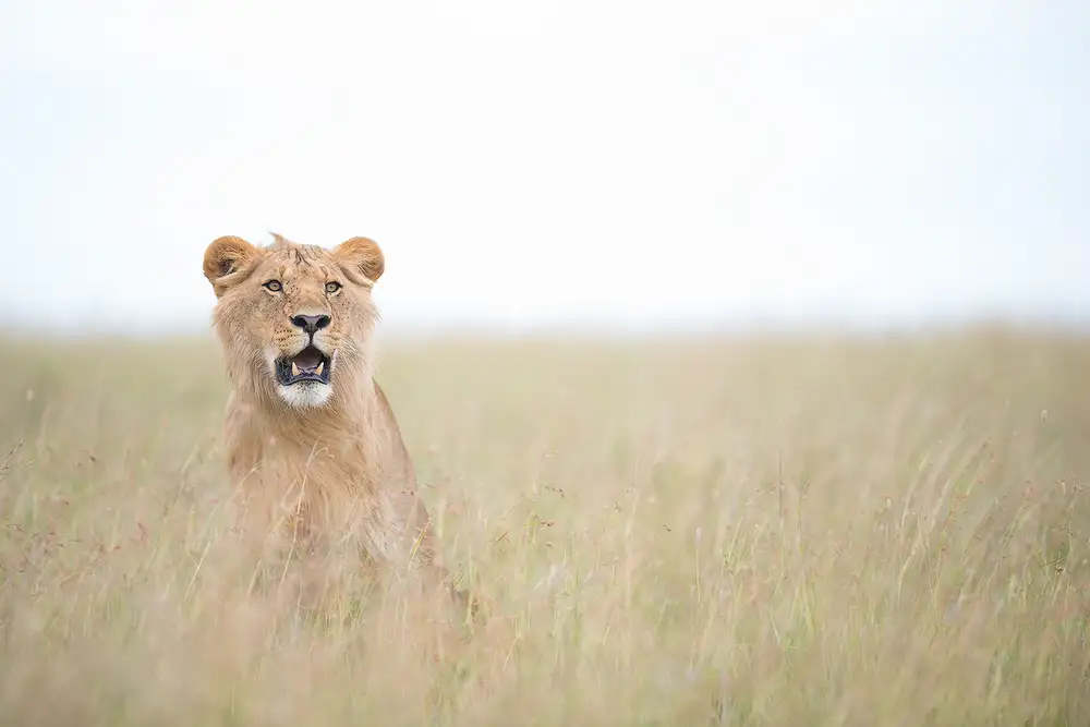Marchegiani, Roberto: Young Lion