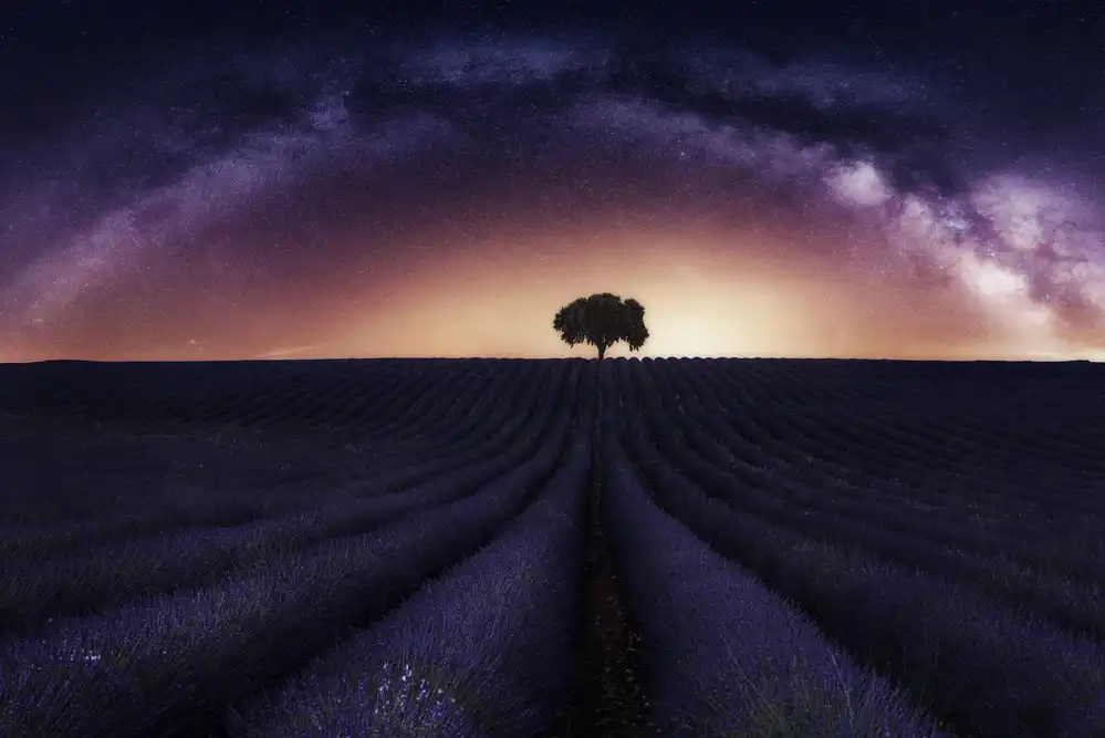Dueso, Ruiz Jorge: My lavander