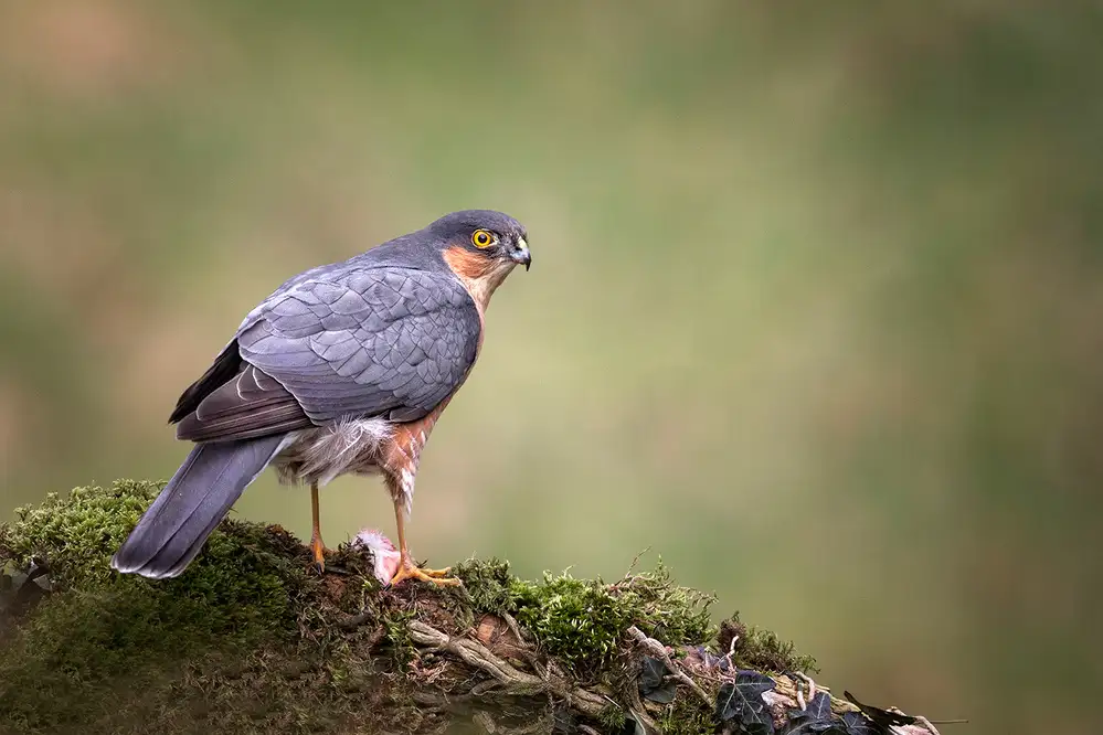 Wilkinson, Hugh: Ausgewachsener Wildsperber