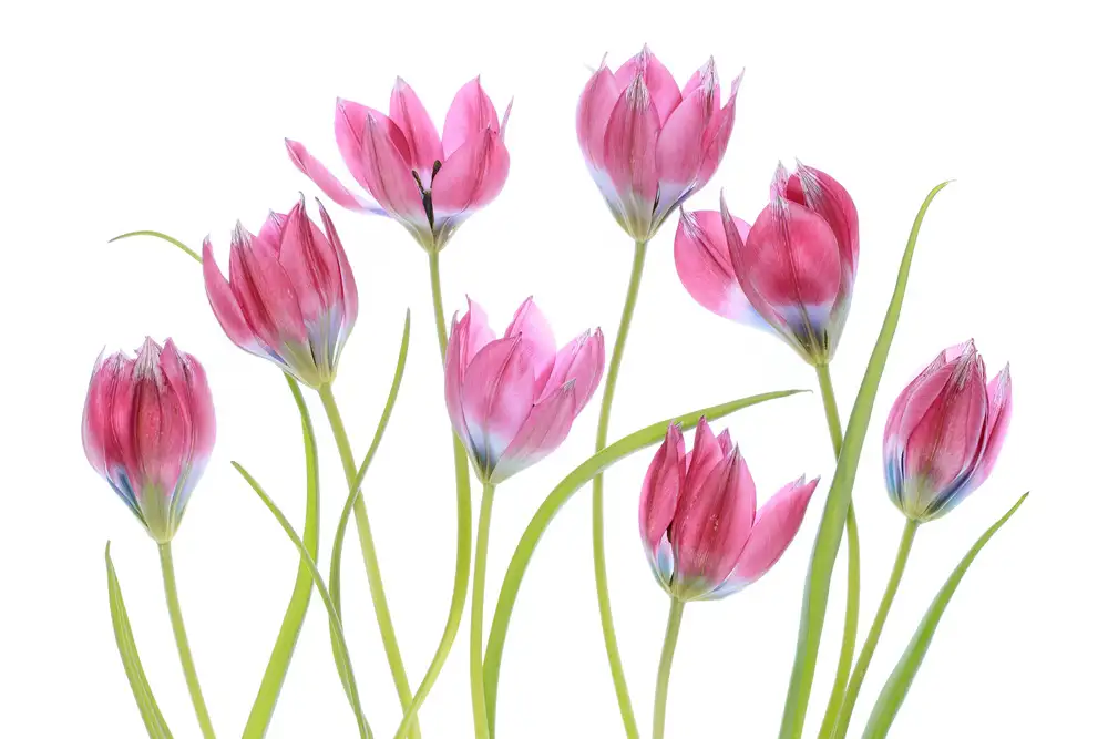 Disher, Mandy: Tulip blush