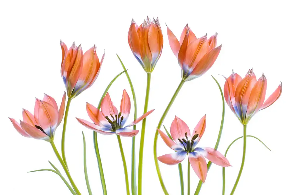 Disher, Mandy: Apricot Tulips