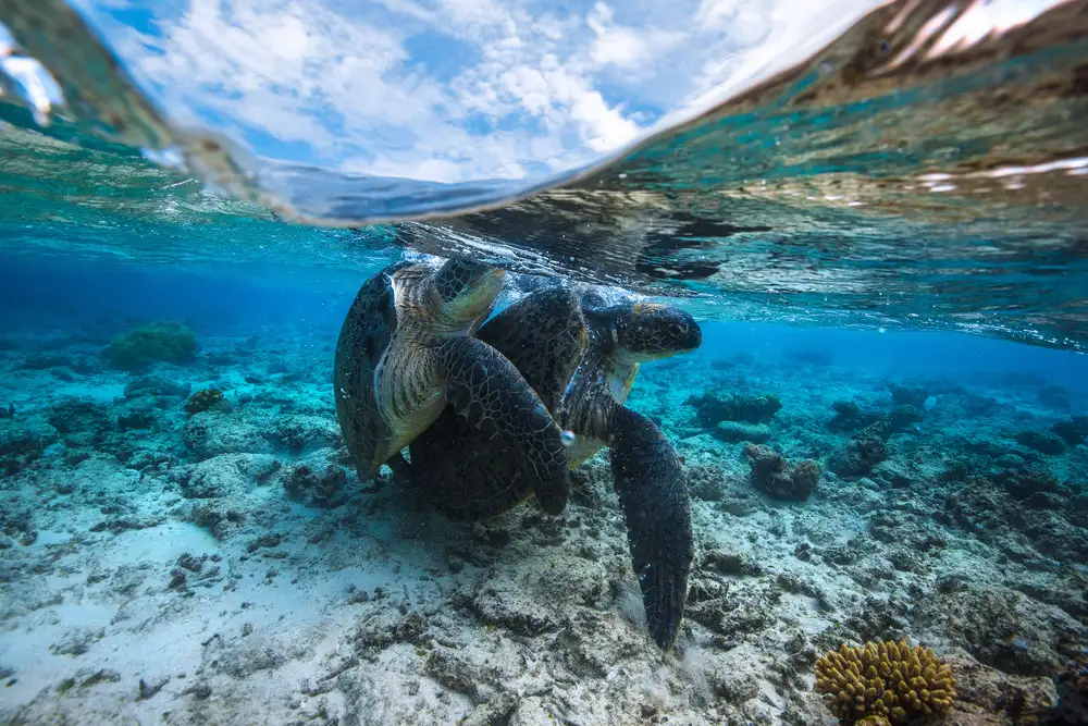 Gabriel, Barathieu: Accouplement de tortue