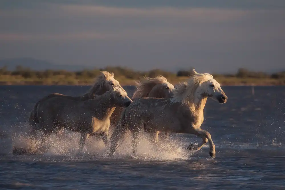 Anton, Rostovskiy: Angels of Camargue