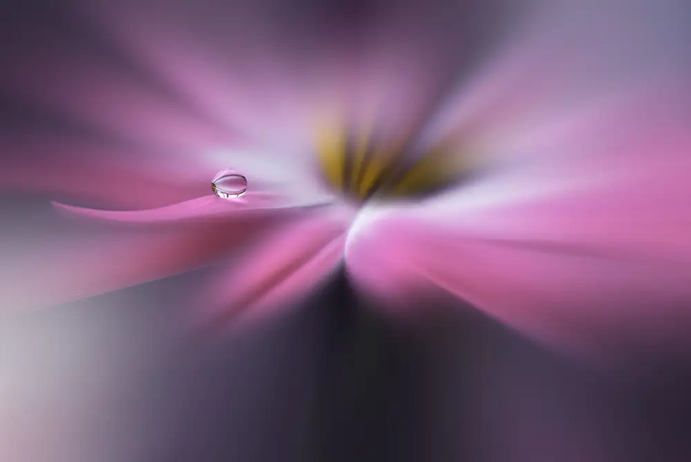 Nan, Juliana: Galaxy...