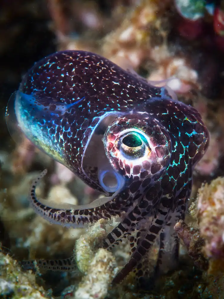 Gabriel, Barathieu: Baby cuttlefish