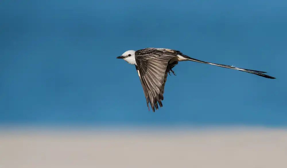 Xu, Sheila: Scissor-tailed flycatcher