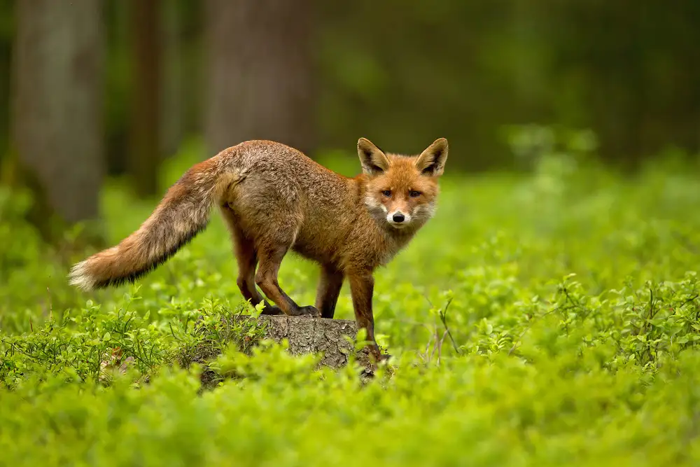 Zygmunt, Milan: Roter Fuchs