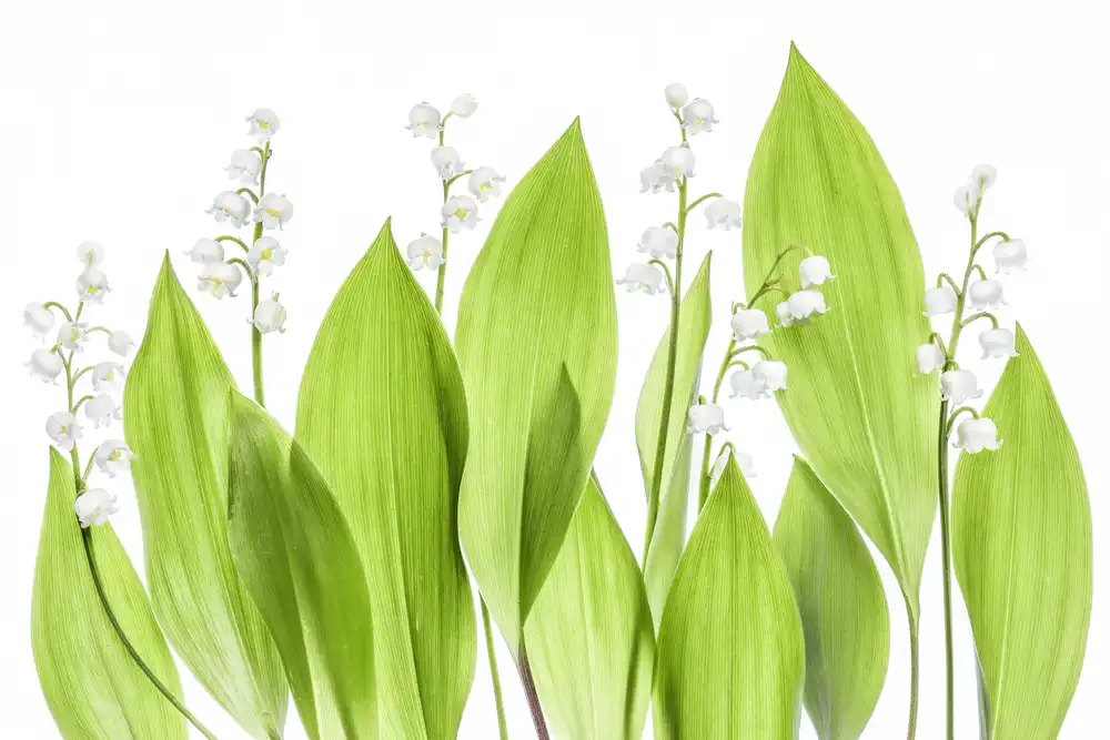 Disher, Mandy: Muguet