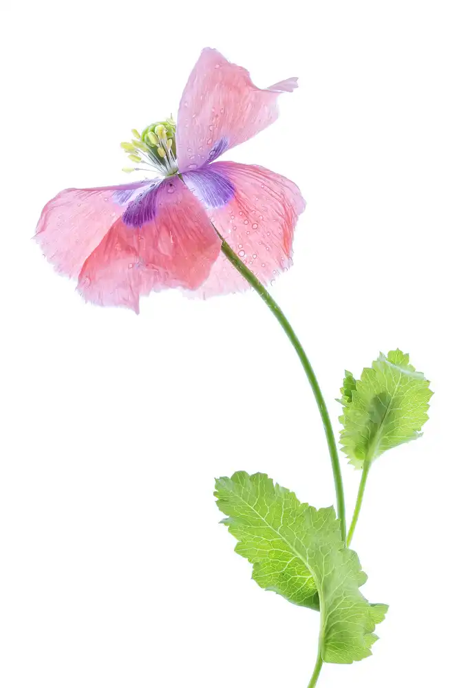 Disher, Mandy: Poppy