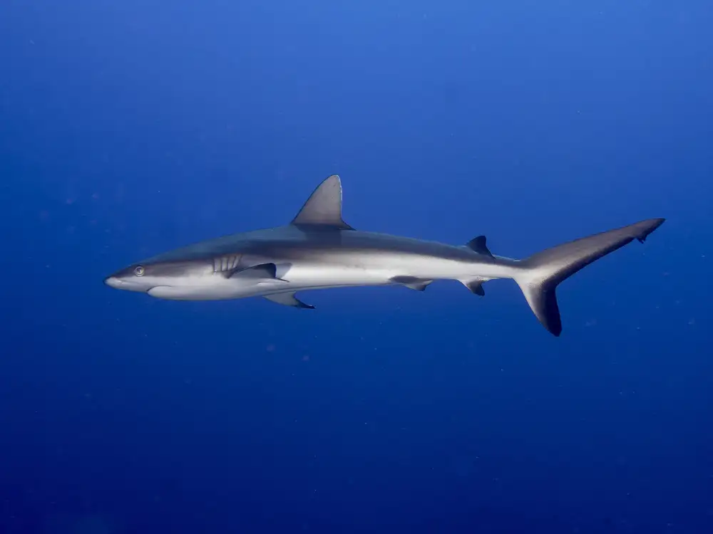 Tov, Ben Ilan: Juvenile  Grey Reef Shark (Carcharhinus amblyrhynchos)