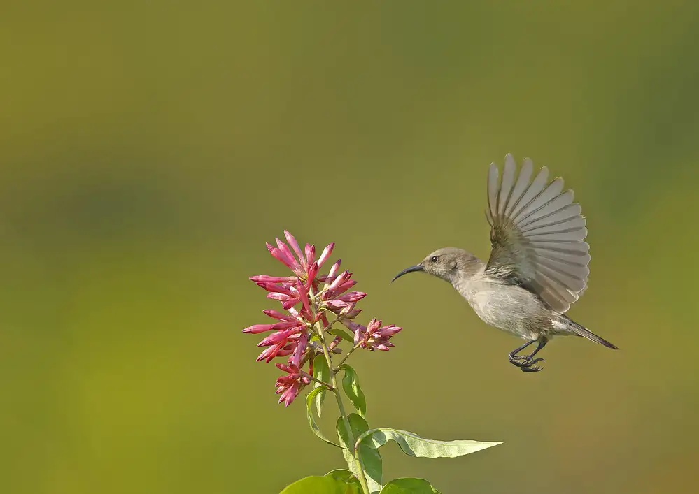 Waldmann, Shlomo: Sonnenvogel