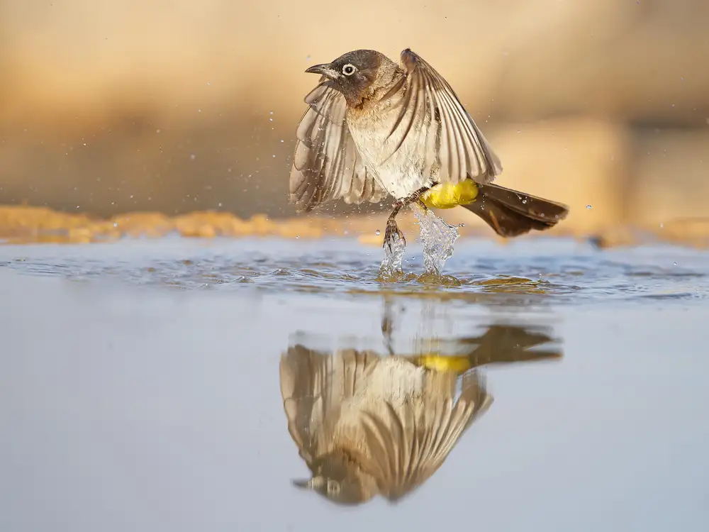 Waldmann, Shlomo: Bulbul