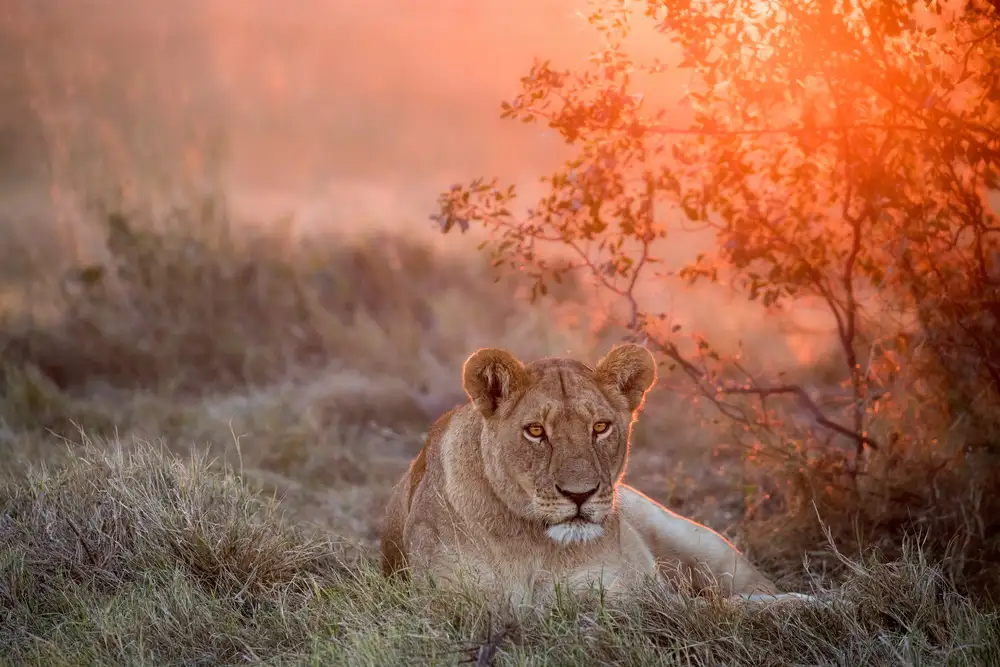 Catta, Alessandro: Leonessa al tramonto
