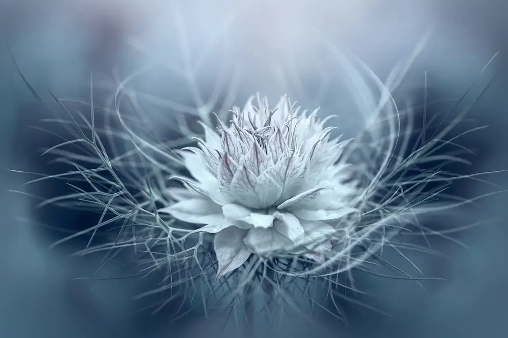 Parker, Jacky: Love-in-a-mist