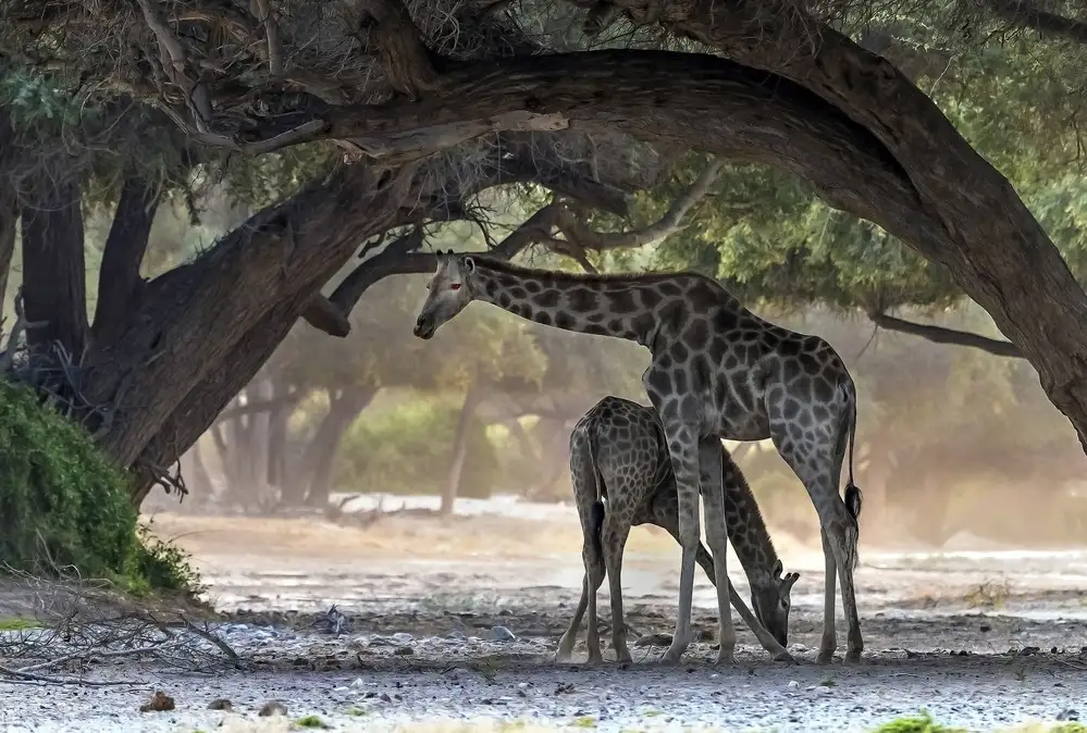 DAmico, Giuseppe: Giraffa