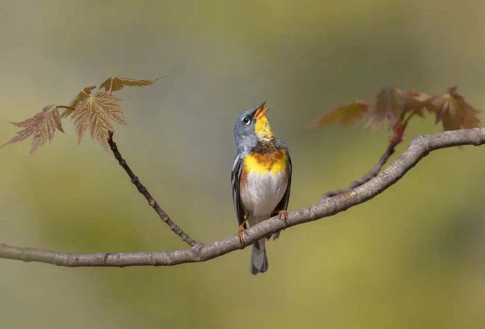 Barsh, Greg: Parula sur scène
