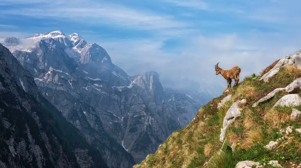 Krivec, Ales: Alpine Ibex in the mountains