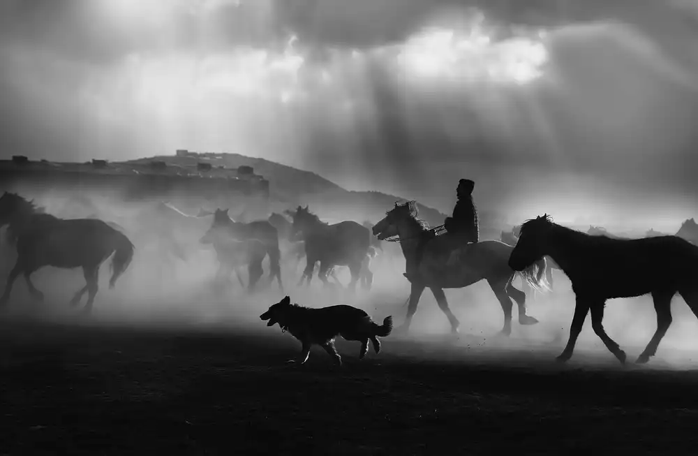 Basa, Emine: Free horses