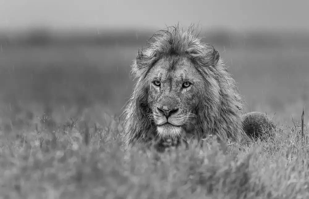 DAmico, Giuseppe: Lion