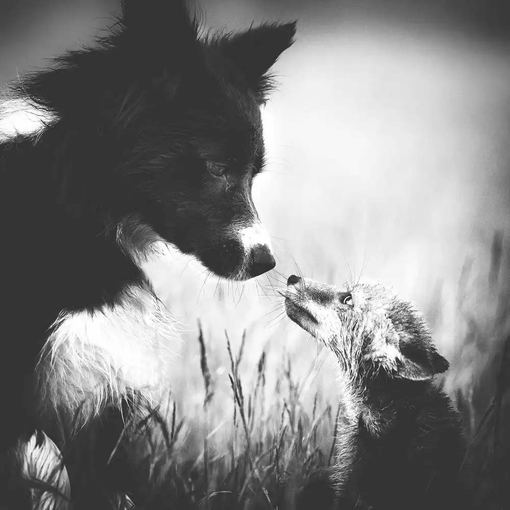 Gerec, Pali: ... First Contact ...