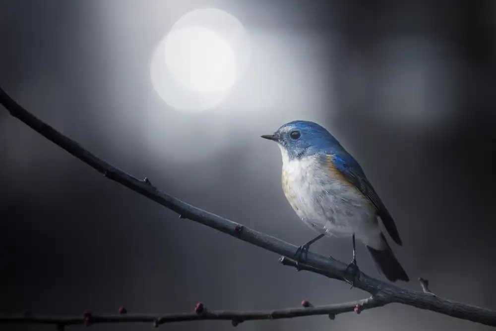 Suzuki, Takashi: Blue Bird