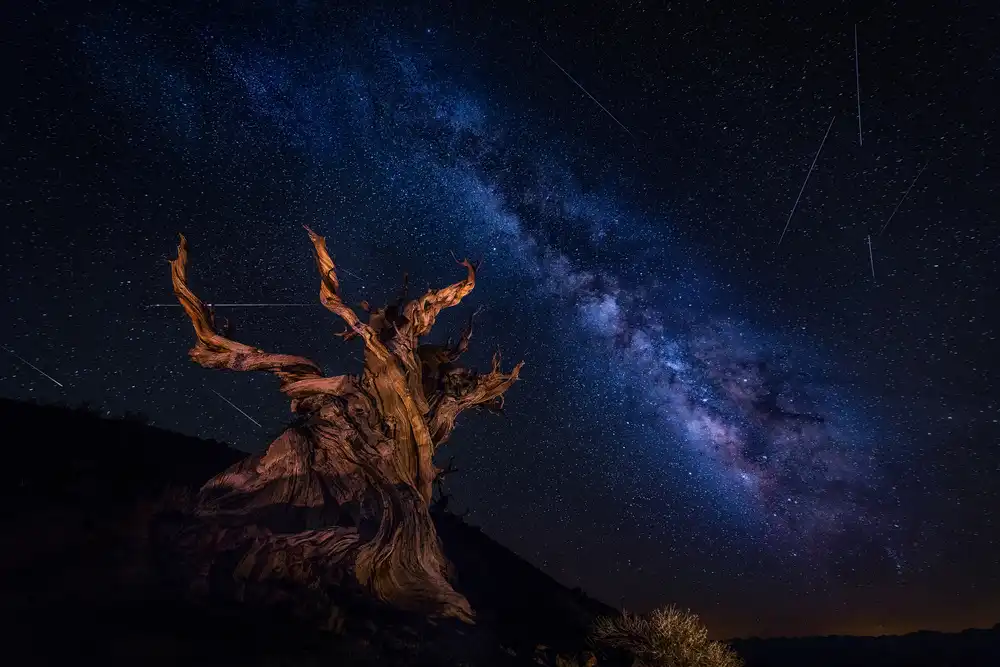 Zheng, Michael: Notte delle stelle cadenti